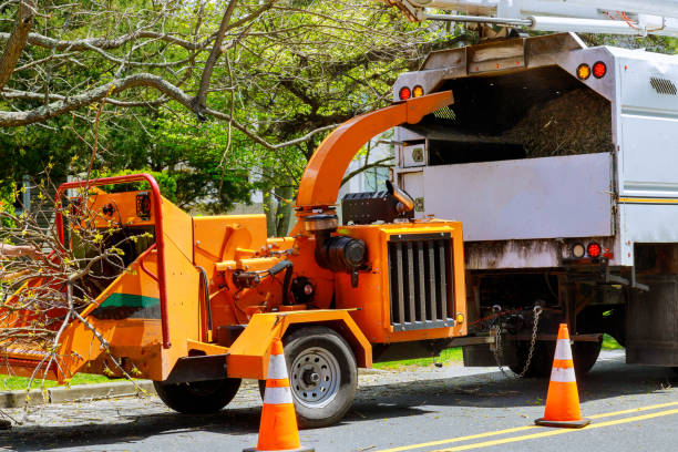 How Our Tree Care Process Works  in Paloma Creek South, TX